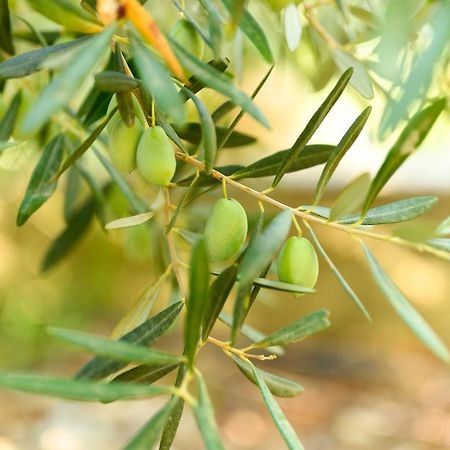 فندق Achinora بوتوس المظهر الخارجي الصورة