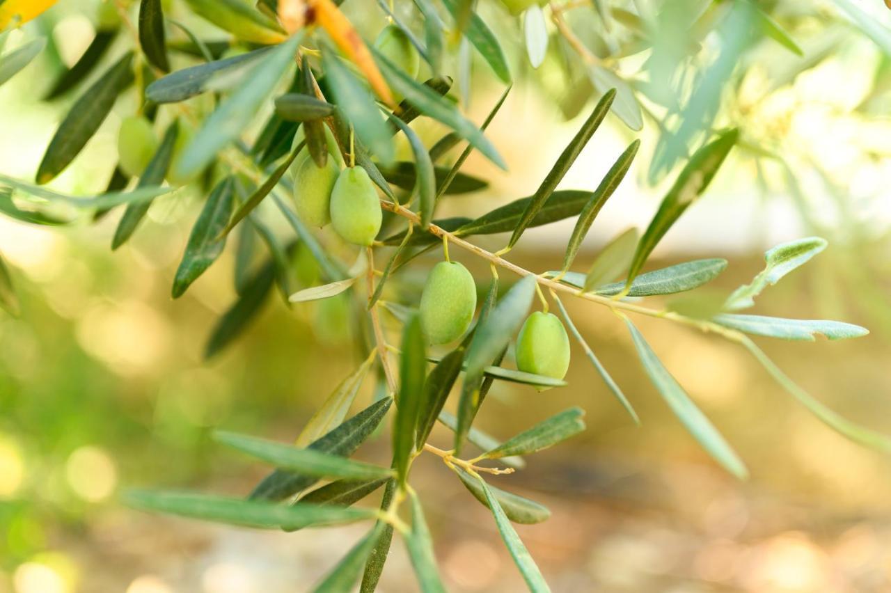 فندق Achinora بوتوس المظهر الخارجي الصورة